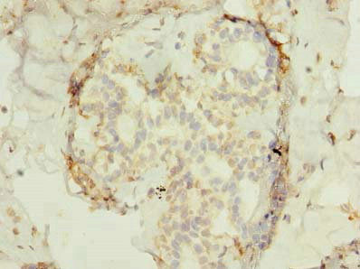 Immunohistochemistry (Formalin/PFA-fixed paraffin-embedded sections) - Anti-FAM53B antibody (AB235829), expandable thumbnail
