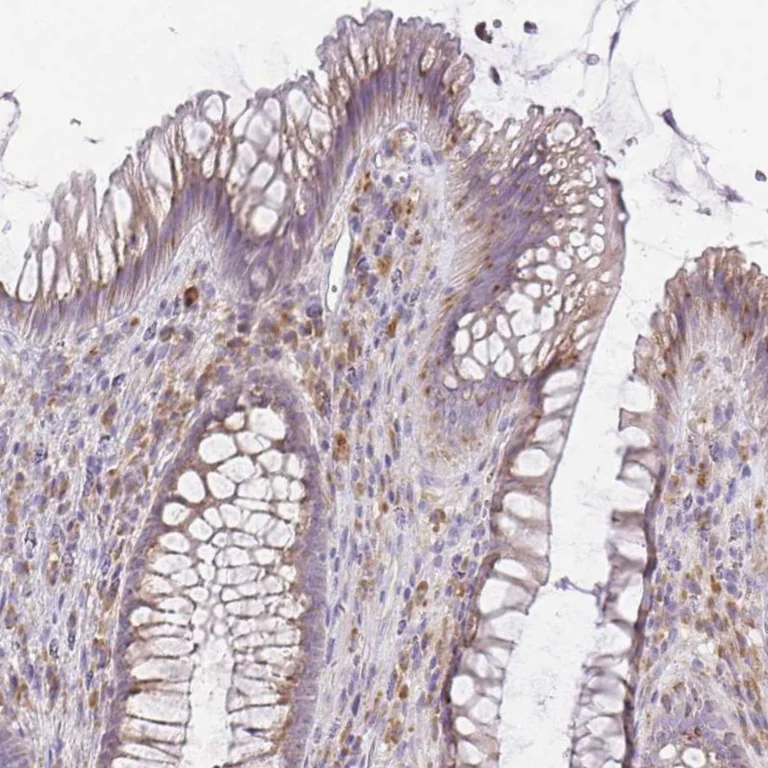 Immunohistochemistry (Formalin/PFA-fixed paraffin-embedded sections) - Anti-FAM5C antibody (AB254937)