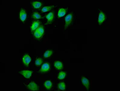 Immunocytochemistry/ Immunofluorescence - Anti-FAM62B antibody (AB239068)