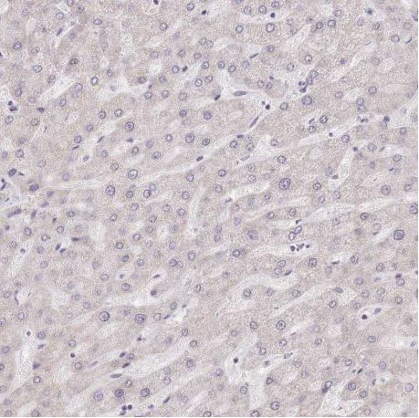 Immunohistochemistry (Formalin/PFA-fixed paraffin-embedded sections) - Anti-FAM63B antibody (AB151122)