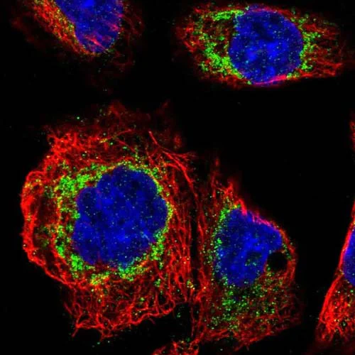 Immunocytochemistry/ Immunofluorescence - Anti-FAM73A antibody (AB121532)