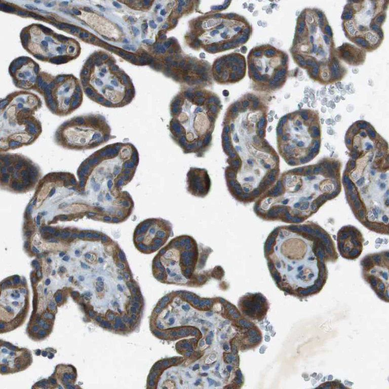 Immunohistochemistry (Formalin/PFA-fixed paraffin-embedded sections) - Anti-FAM73A antibody (AB121532)