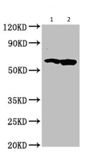 Western blot - Anti-FAM83D antibody (AB236882)
