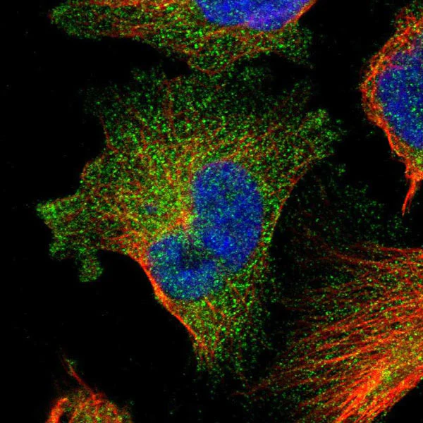 Immunocytochemistry/ Immunofluorescence - Anti-FAM83G/PAWS1 antibody (AB121750)