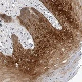 Immunohistochemistry (Formalin/PFA-fixed paraffin-embedded sections) - Anti-FAM83G/PAWS1 antibody (AB121750)