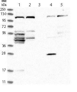 Western blot - Anti-FAM83G/PAWS1 antibody (AB121750)