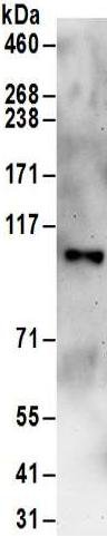 Immunoprecipitation - Anti-FAM83G/PAWS1 antibody (AB186119)