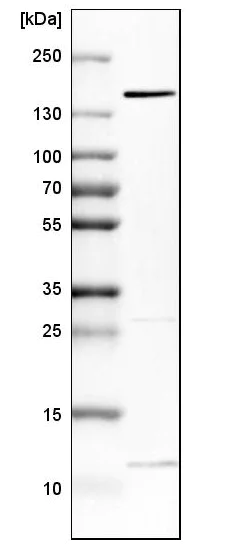 Western blot - Anti-FAM83H antibody (AB121816)