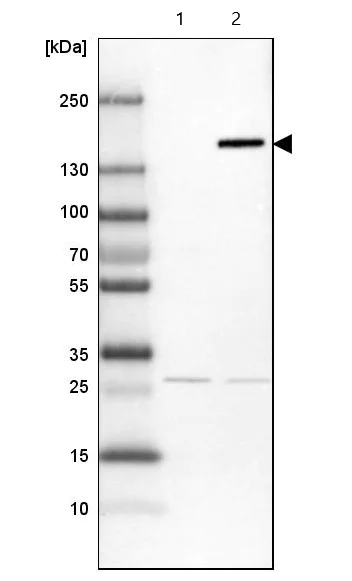 Western blot - Anti-FAM83H antibody (AB121816)