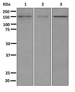 Western blot - Anti-FAM83H antibody [EPR12542] (AB176329), expandable thumbnail