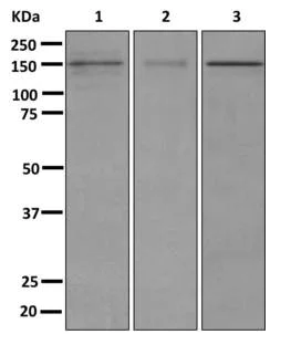 Western blot - Anti-FAM83H antibody [EPR12542] (AB176329)