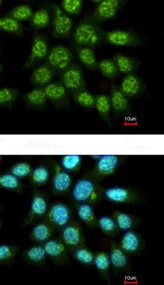 Immunocytochemistry/ Immunofluorescence - Anti-FAM84A antibody (AB126938)