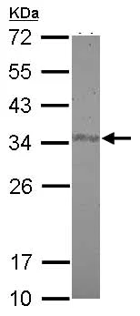 Western blot - Anti-FAM84A antibody (AB126938)
