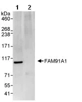Immunoprecipitation - Anti-FAM91A1 antibody (AB81618)