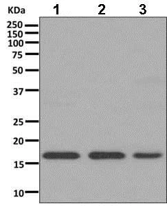 Western blot - Anti-FAM96B antibody [EPR10178] (AB166607)