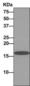 Immunoprecipitation - Anti-FAM96B antibody [EPR10178] - BSA and Azide free (AB249348)