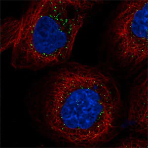 Immunocytochemistry/ Immunofluorescence - Anti-FAM98A antibody (AB204083)
