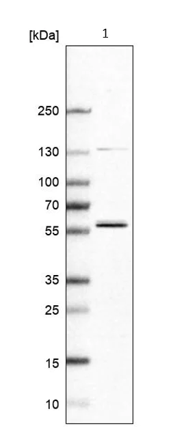 Western blot - Anti-FAM98A antibody (AB204083)