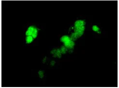 Immunocytochemistry/ Immunofluorescence - Anti-FAM98B antibody [EPR12872] - BSA and Azide free (AB250132)