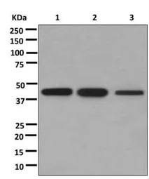 Western blot - Anti-FAM98B antibody [EPR12872] - BSA and Azide free (AB250132)