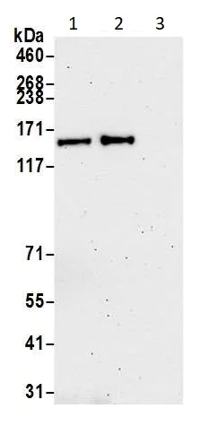 Immunoprecipitation - Anti-FANCA/FAA antibody (AB264257)