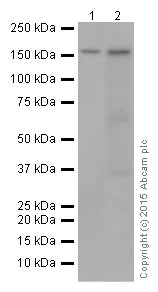 Western blot - Anti-FANCA/FAA antibody [EPR16519-42] - BSA and Azide free (AB251345)