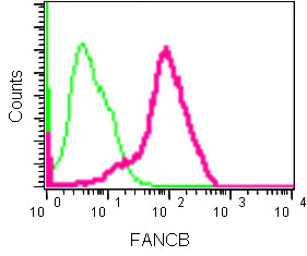 Flow Cytometry (Intracellular) - Anti-FANCB antibody [EPR15513] (AB186729)