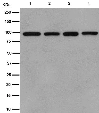 Western blot - Anti-FANCB antibody [EPR15513] (AB186729)