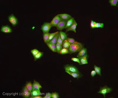 Immunocytochemistry/ Immunofluorescence - Anti-FANCC antibody (AB5065)