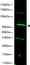 Western blot - Anti-FANCC antibody (AB5065)