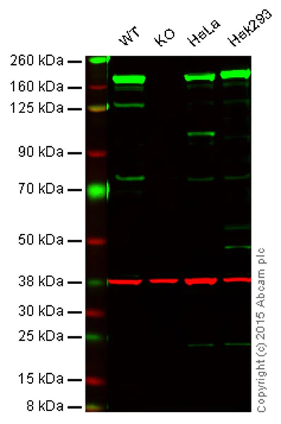 Western blot - Anti-FANCD2 antibody [EPR2279(3)] (AB178705)