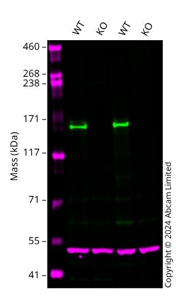 Western blot - Anti-FANCD2 antibody [EPR2279(3)] (ab178705), expandable thumbnail