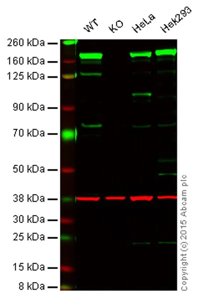 Western blot - Anti-FANCD2 antibody [EPR2279(3)] - BSA and Azide free (AB250076)