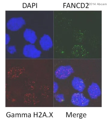 Immunocytochemistry/ Immunofluorescence - Anti-FANCD2 antibody [EPR2302] - BSA and Azide free (AB221932)