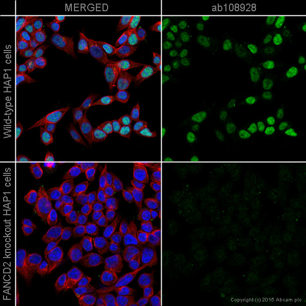 Immunocytochemistry/ Immunofluorescence - Anti-FANCD2 antibody [EPR2302] - BSA and Azide free (AB221932), expandable thumbnail