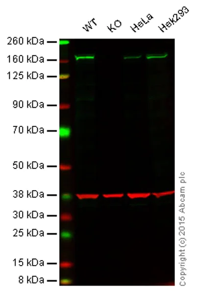 Western blot - Anti-FANCD2 antibody [EPR2302] - BSA and Azide free (AB221932)