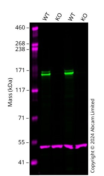 Western blot - Anti-FANCD2 antibody [EPR2302] - BSA and Azide free (ab221932), expandable thumbnail