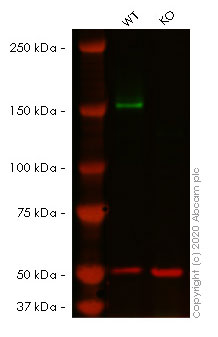 Western blot - Anti-FANCD2 antibody [EPR2302] - BSA and Azide free (AB221932), expandable thumbnail