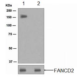 Western blot - Anti-FANCD2 (phospho S1404) antibody [EPR2278(2)] (AB109542)