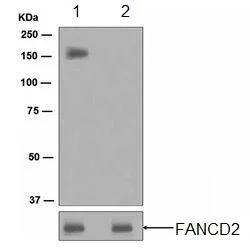 Western blot - Anti-FANCD2 (phospho S1404) antibody [EPR2278(2)] (AB109542)