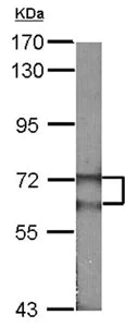 Western blot - Anti-FANCG antibody (AB151516)