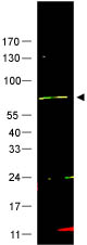 Western blot - Anti-FANCG antibody (AB5067)
