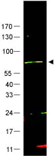 Western blot - Anti-FANCG antibody (AB5067)