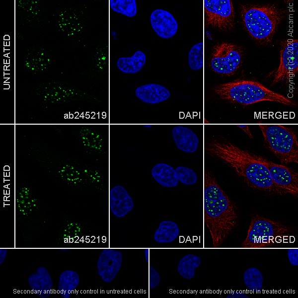 Immunocytochemistry/ Immunofluorescence - Anti-FANCI antibody [EPR23903-124] (AB245219), expandable thumbnail