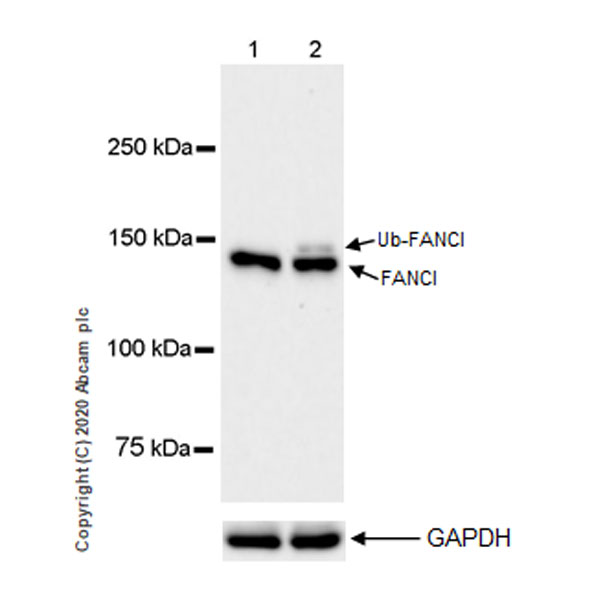 Western blot - Anti-FANCI antibody [EPR23903-124] (ab245219), expandable thumbnail