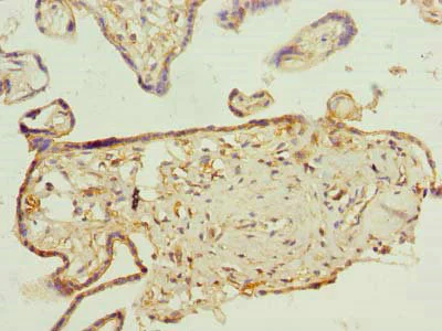Immunohistochemistry (Formalin/PFA-fixed paraffin-embedded sections) - Anti-FAPP2 antibody (AB235300)