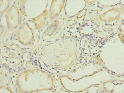 Immunohistochemistry (Formalin/PFA-fixed paraffin-embedded sections) - Anti-FAPP2 antibody (AB235300)