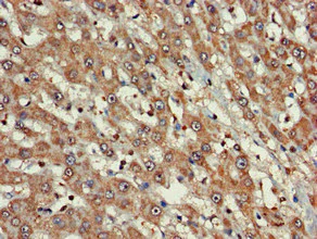 Immunohistochemistry (Formalin/PFA-fixed paraffin-embedded sections) - Anti-FARP1 antibody (AB236948)