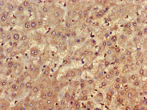 Immunohistochemistry (Formalin/PFA-fixed paraffin-embedded sections) - Anti-FARP1 antibody (AB236948)
