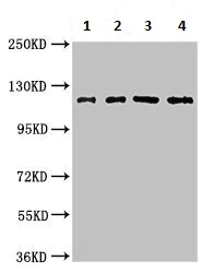 Western blot - Anti-FARP1 antibody (AB236948)
